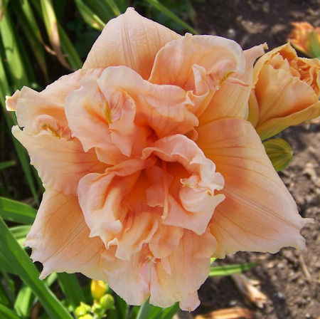 Photo of CLARY'S DOUBLE DELIGHT